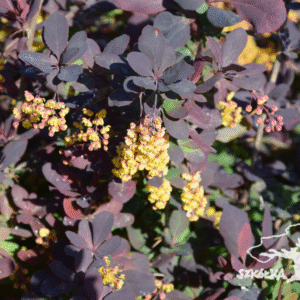 Berberys zwyczajny 'Atropurpurea'