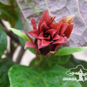 Kielichowiec wonny 'Purpureus'