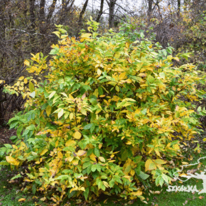 Kielichowiec wschodni