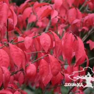 Trzmielina oskrzydlona 'Little Moses'