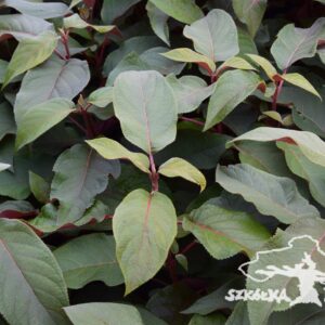 Hortensja kosmata 'Hot Chocolate' ®