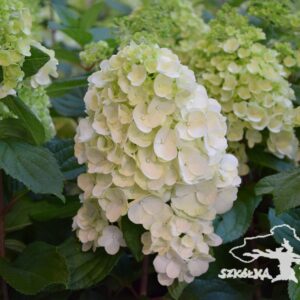 Hortensja bukietowa ‘Magical Mount Blanc’
