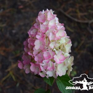 Hortensja bukietowa 'Sundae Fraise'