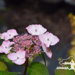 Hortensja piłkowana ‘Intermedia’