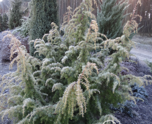Juniperus communis 'Kalebab'