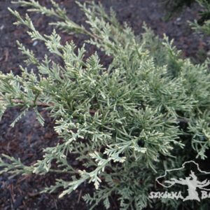 Juniperus virginiana 'Silver Spreader'