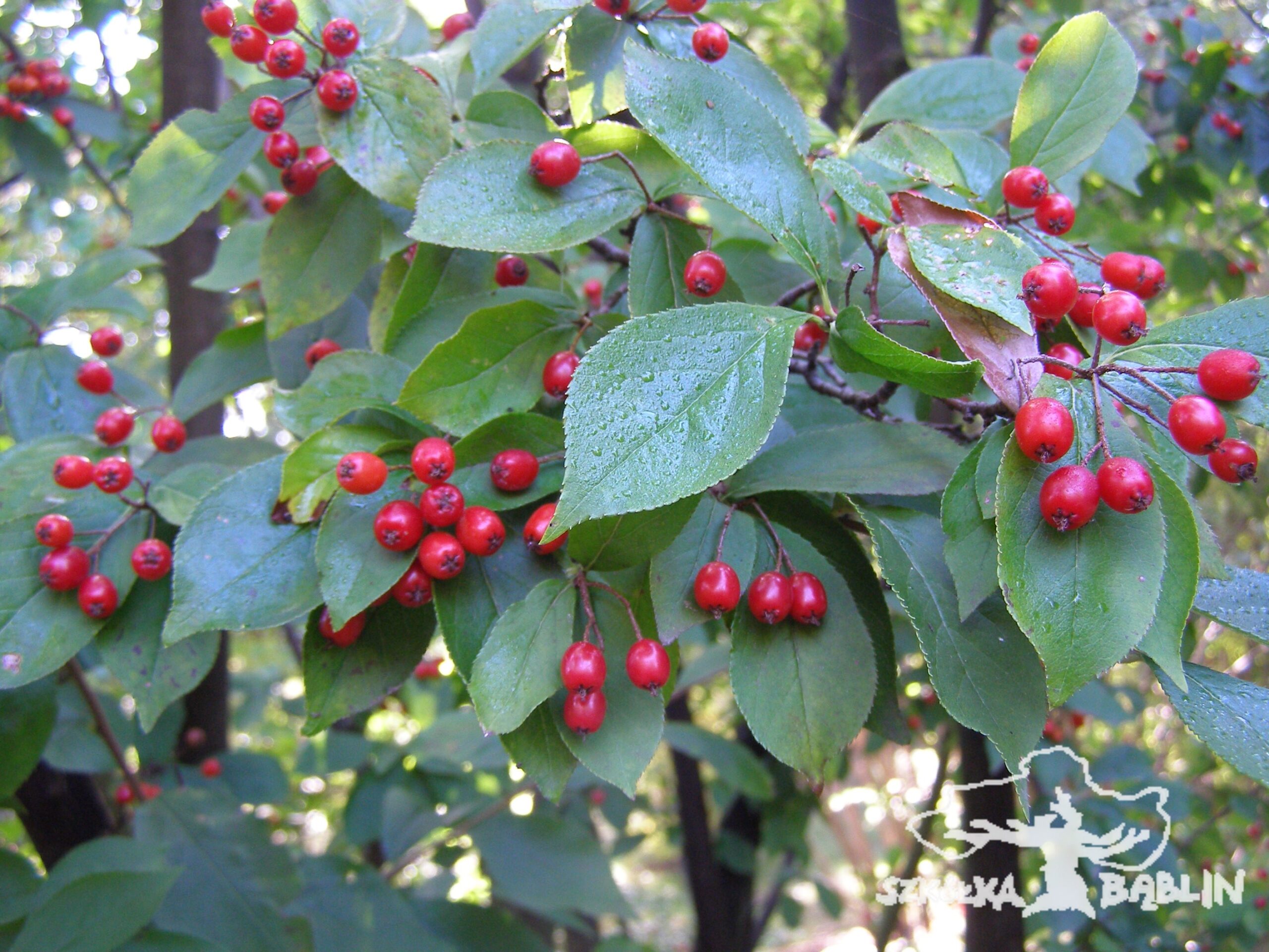 Photinia villosa 3