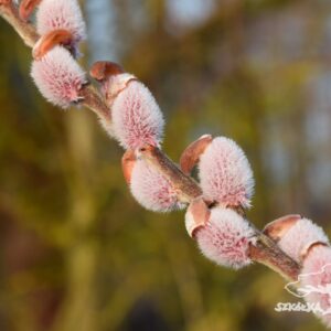Salix gracilistyla 'Mt. Aso'
