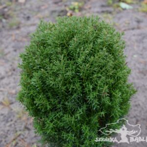Thuja occidentalis 'Teddy'