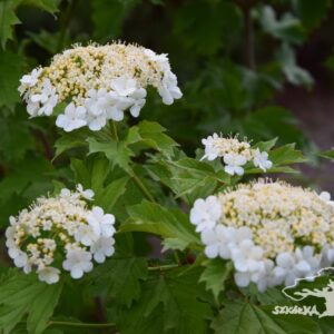 Viburnum urceolatum