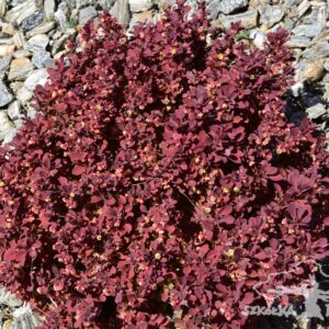 Berberys thunberga 'Ruby Star'