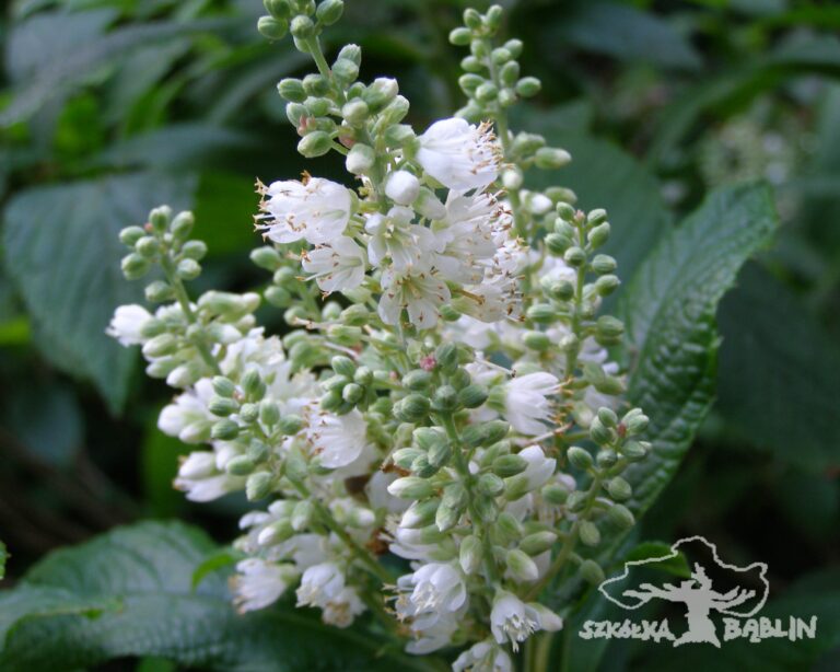 Orszelina olcholistna