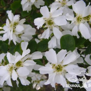 Exochorda racemosa