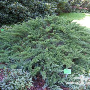 Jałowiec sabiński 'Tamariscifolia'