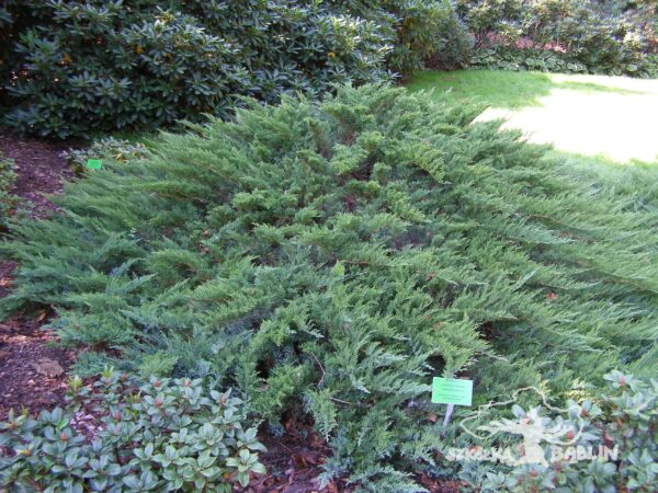 Jałowiec sabiński 'Tamariscifolia'