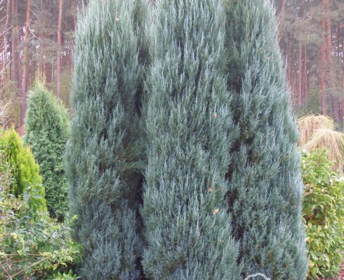 Jałowiec skalny 'Blue Arrow'