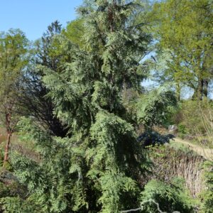 Thuja korainensis