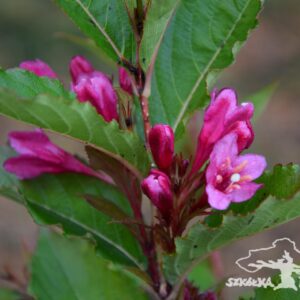 Weigela 'Big Love'®