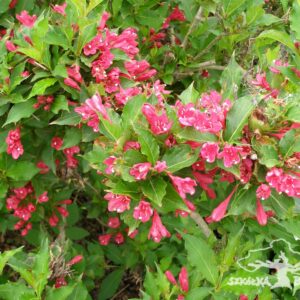Krzewuszka 'Red Prince'