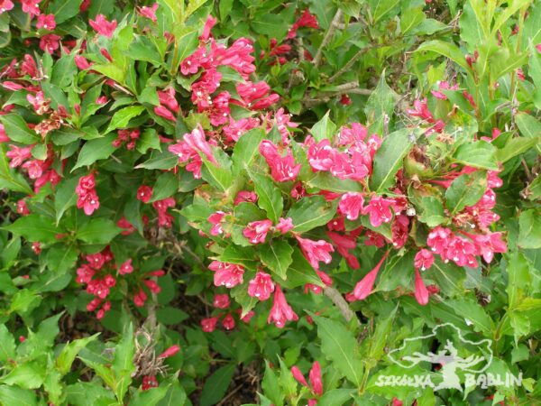 Krzewuszka 'Red Prince'