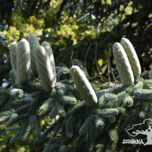 Jodła numidyjska 'Glauca'