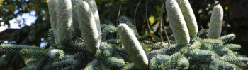 Jodła numidyjska 'Glauca'