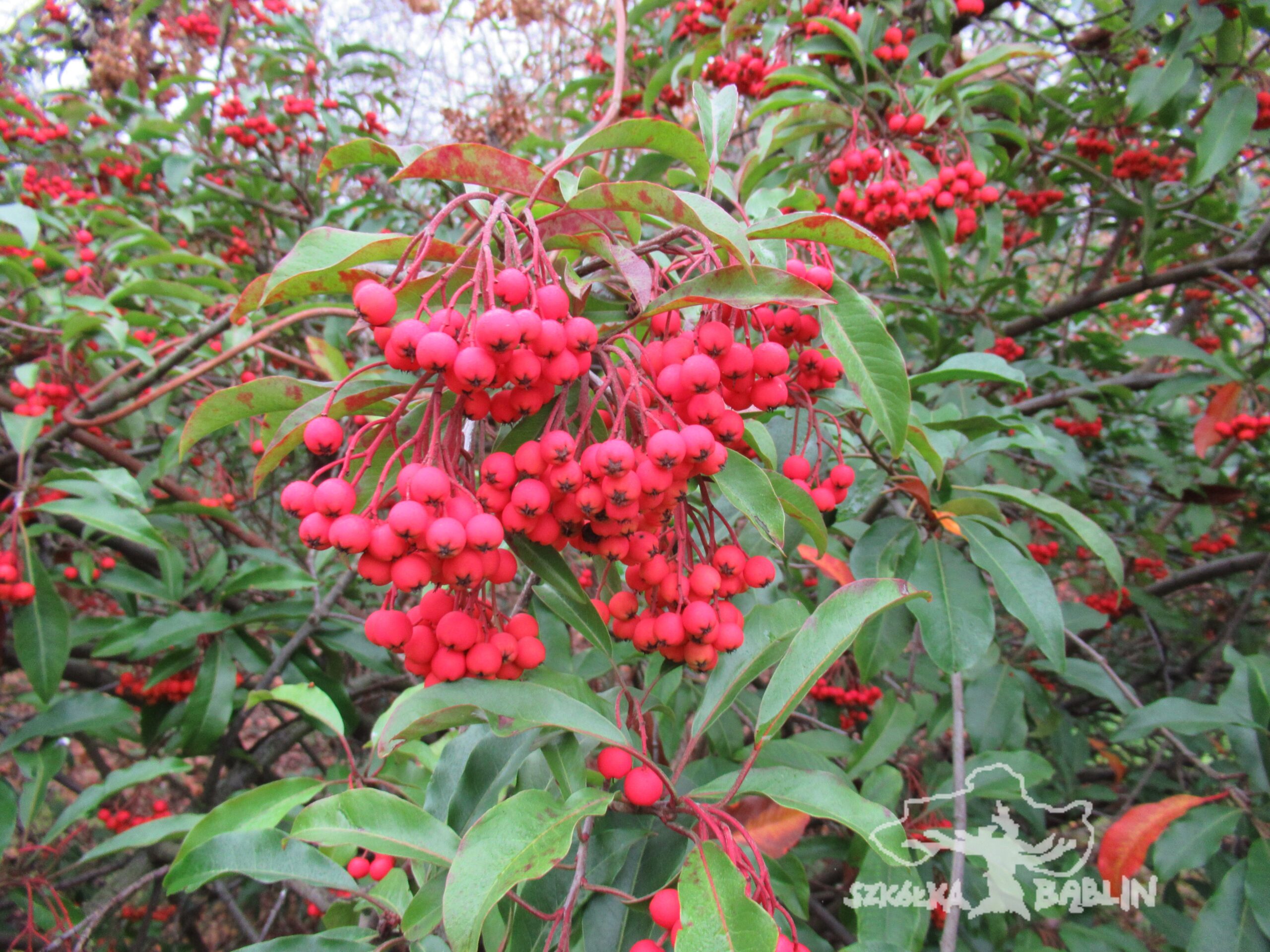 Photinia davidiana - Szkka Bblin