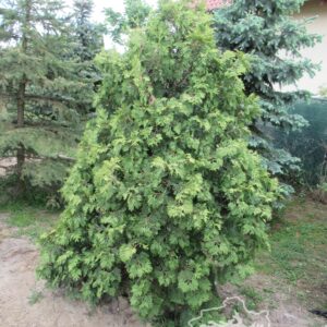Thuja standishii