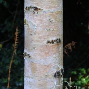 Brzoza papierowa