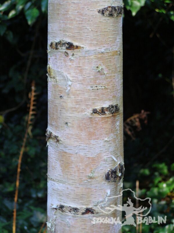 Brzoza papierowa